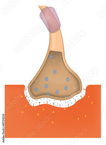 Neuromuscular Junction