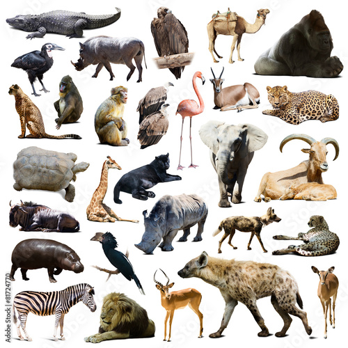 hyena,  gorilla and other African animals