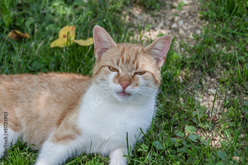 Katze in der Natur am Gras