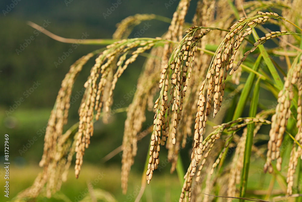 Rice spike in rice field.