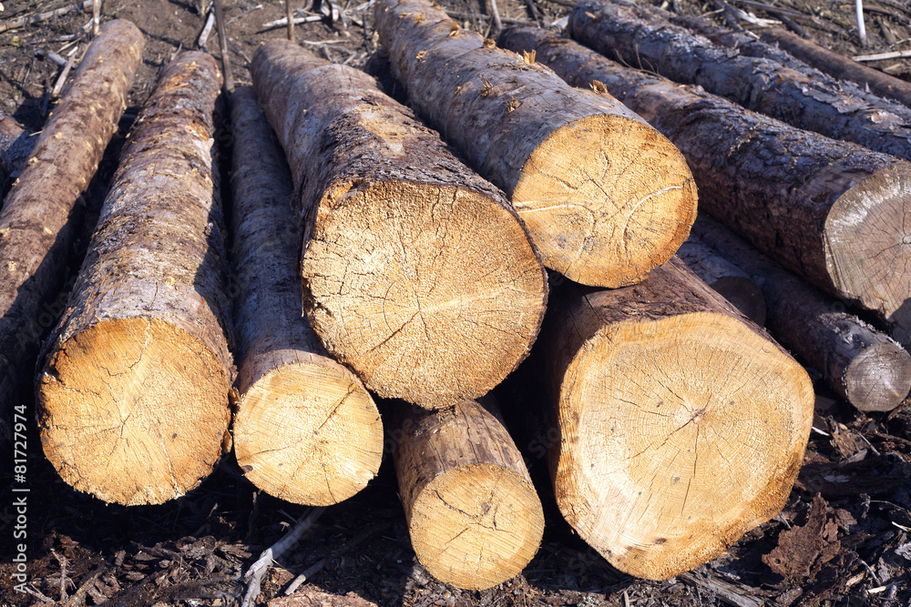 Sawn Long pine logs of different sizes lies on a ground