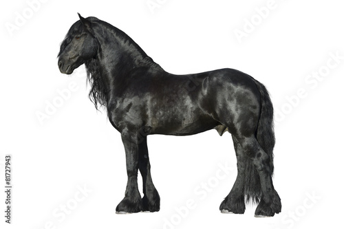 Friesian black horse isolated on the white