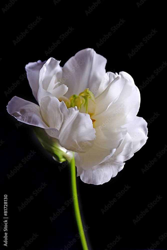 Fresh white tulip on gray background Fresh white tulip on gray background