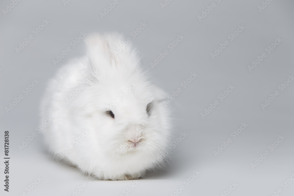 white rabbit white rabbit