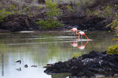 Flamingos walking in water