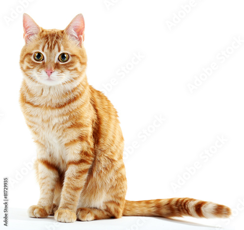 Valokuvatapetti Portrait of red cat isolated on white