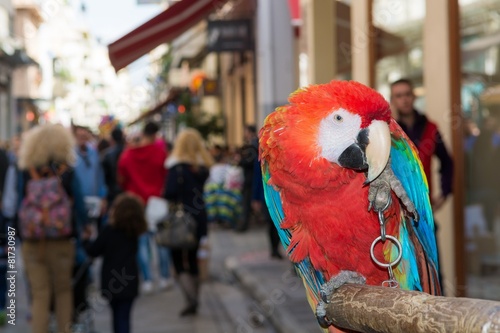 Ara parrot on a busy street.