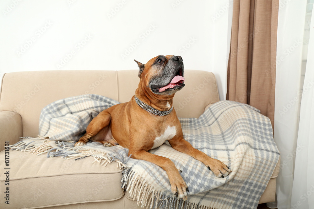 Cute dog lying on sofa, on home interior background Cute dog lying on sofa, on home interior background