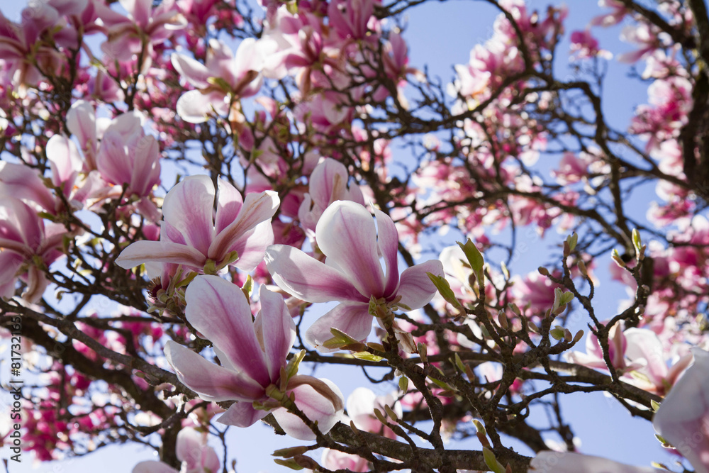 Magnolia tree blooming Magnolia tree blooming