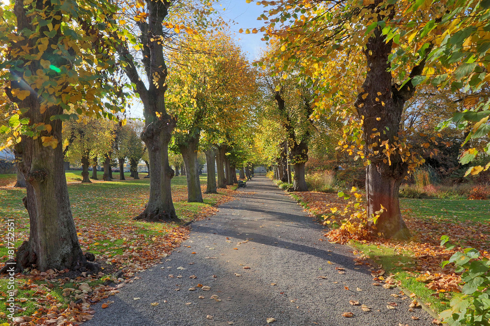 Naklejka premium AlteLindenbaeumeAllee
