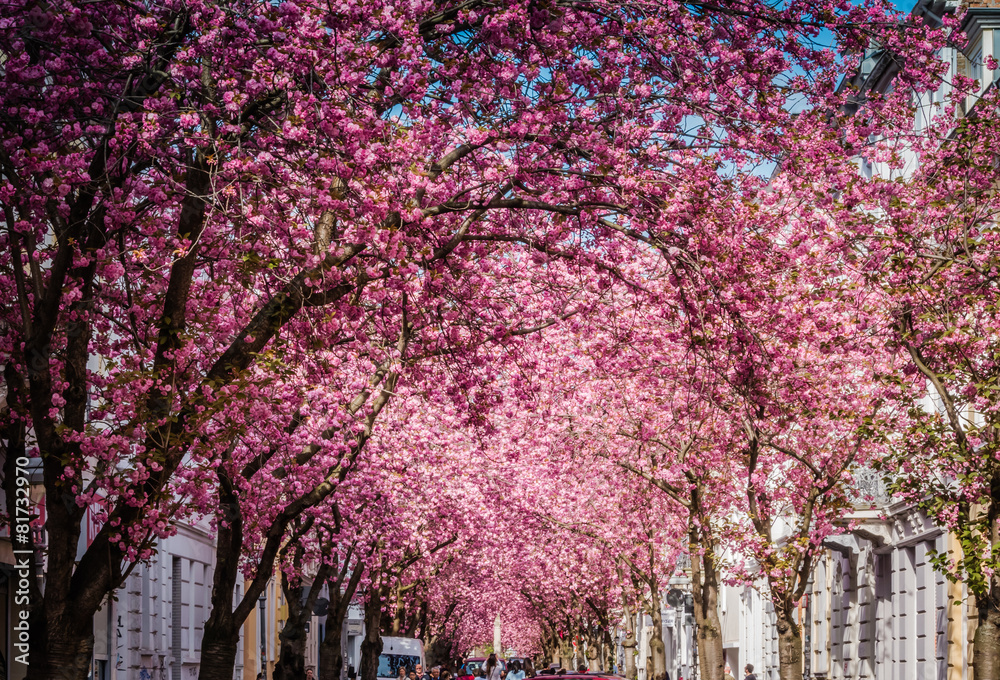 Fototapeta premium Kirschblüte in der Bonner Altstadt