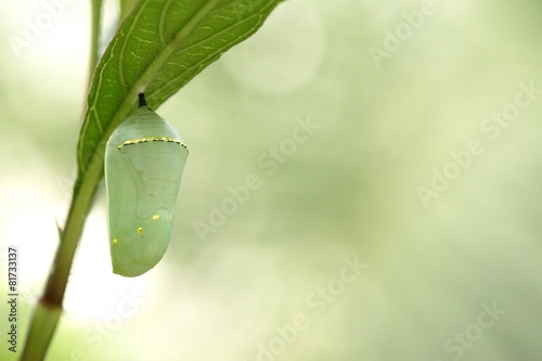 Leinwand Poster Monarch butterfly chrysalis, beautiful cocoon