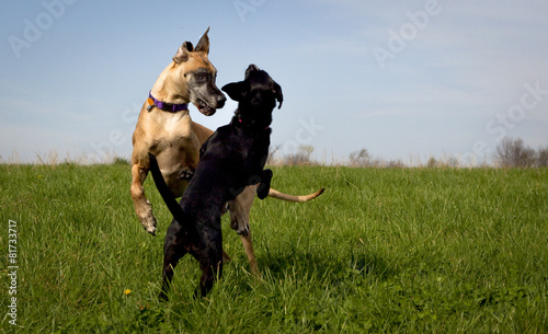 Photography Two dogs play fighting in grassy field