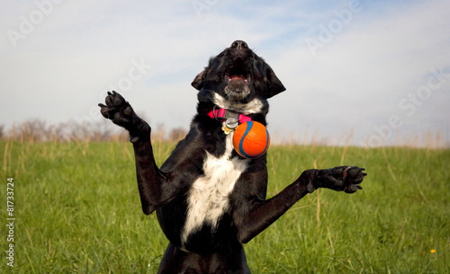 Silly black dog missing orange ball