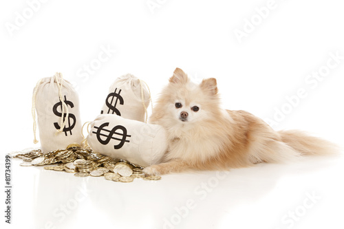 Expensive Pet