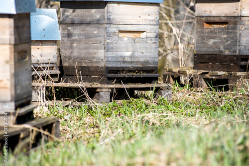 Wallpaper Mural apiary in forest Torontodigital.ca