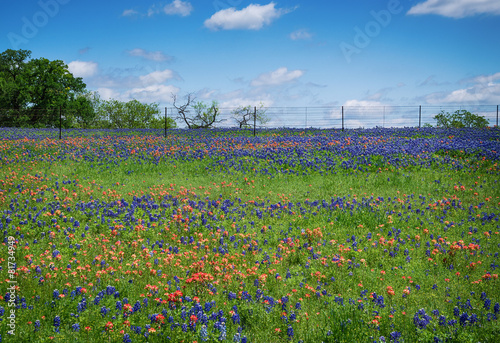 Wildflower field in Texas spring
