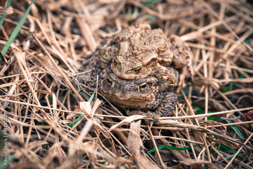 Mating frogs Mating frogs