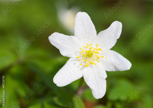 Macro of a white wood anemone