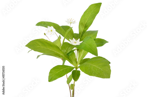 Trientalis europaea flowers