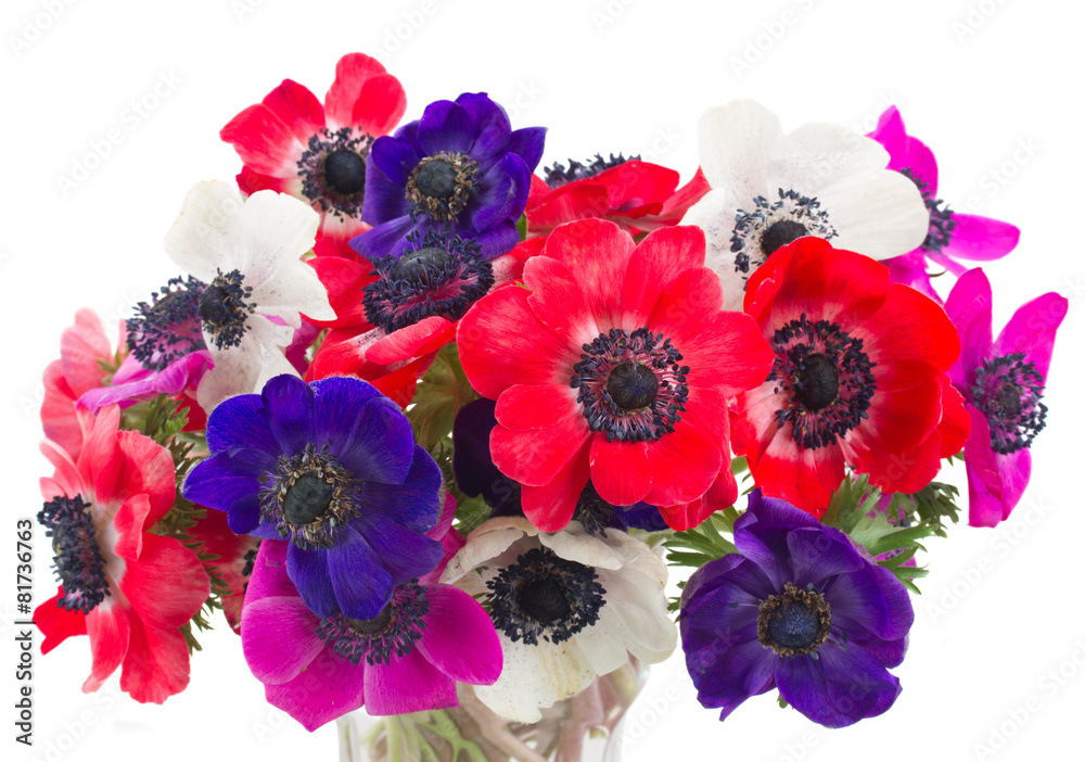 Obraz premium anemone flowers