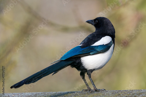 Canvas-taulu Eurasian magpie - Pica pica