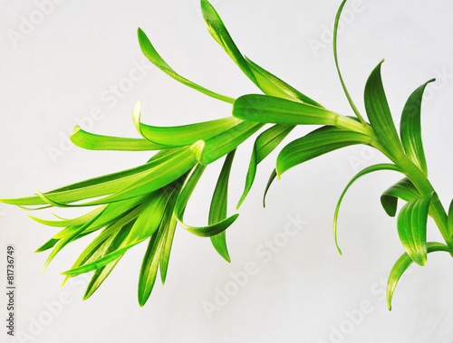 Fototapeta Naklejka Na Ścianę i Meble -  lily plant isolated
