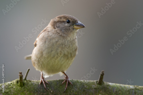 house sparrow - Passer domesticus © Marek R. Swadzba