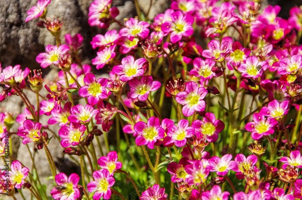 Moos-Steinbrech - mossy saxifrage 01