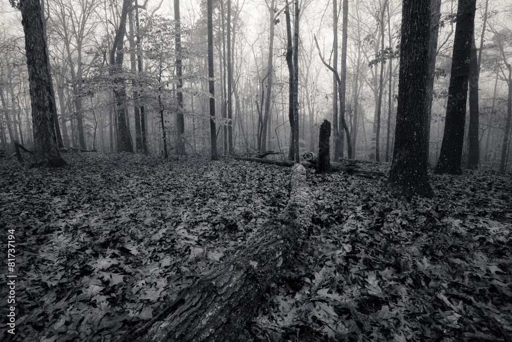 Naklejka premium Monochrome image autumn foggy forest