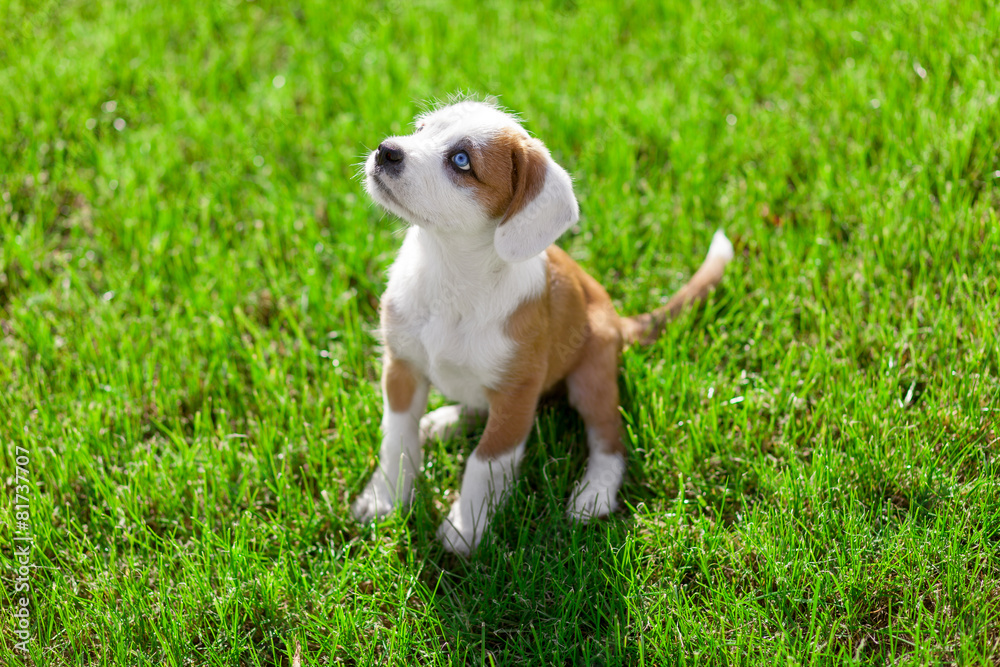 Curious little puppy sitting on the green grass