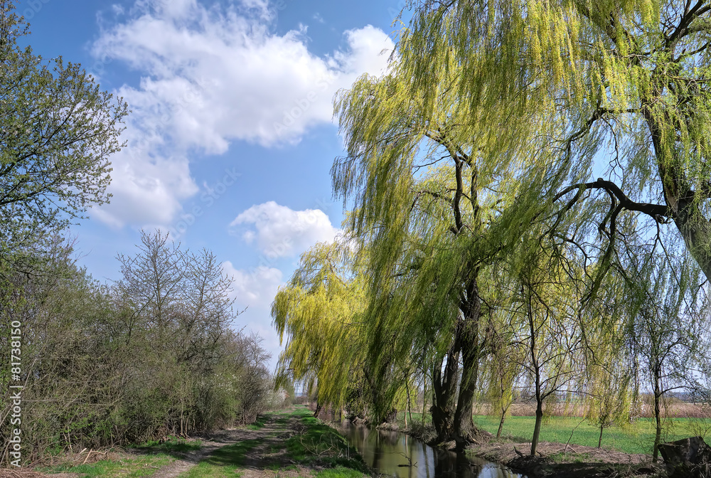 Obraz premium Willows in the wind