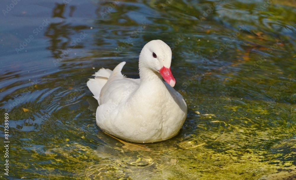 White Duck on Water