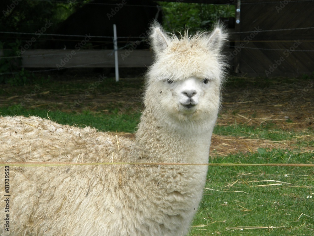 Fototapeta premium Lama