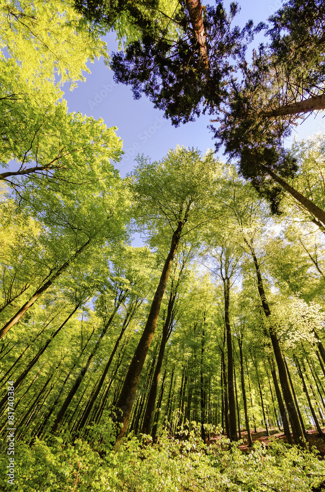 Beech forest in spring