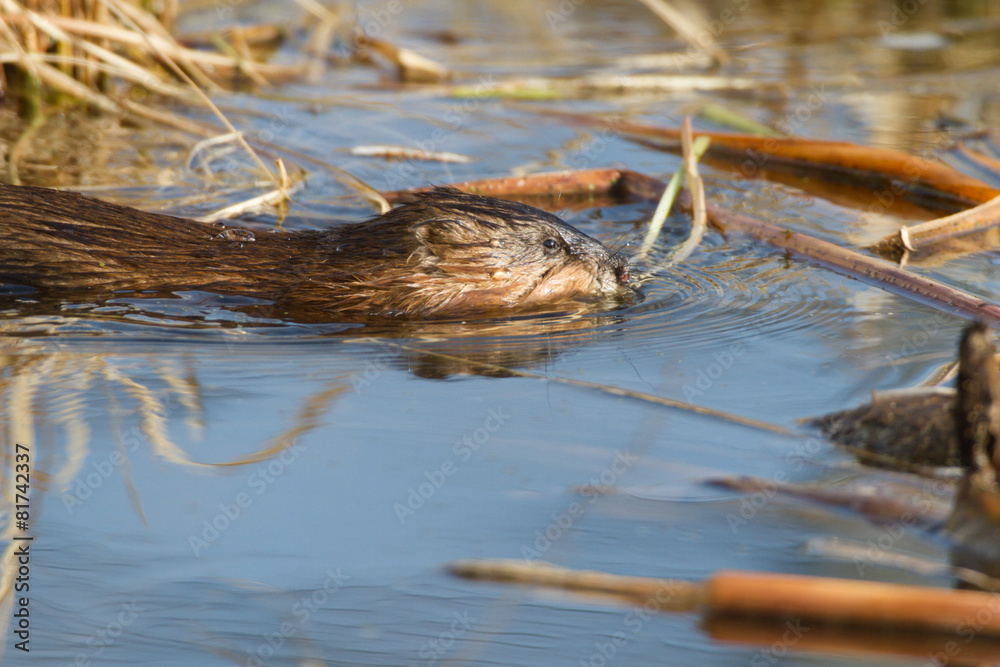 muskrat muskrat