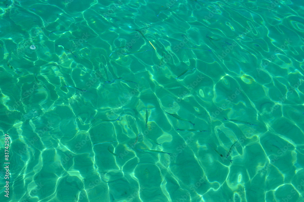 Barracudas in tourquoise water