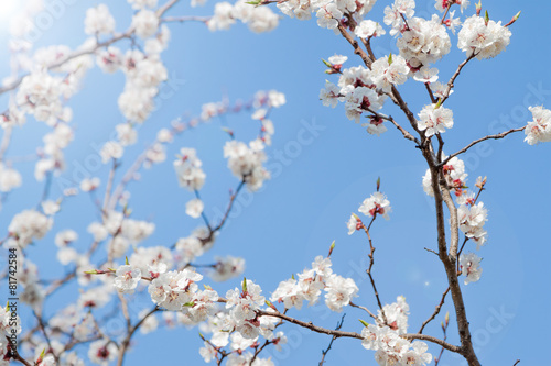 white spring apricot flowers