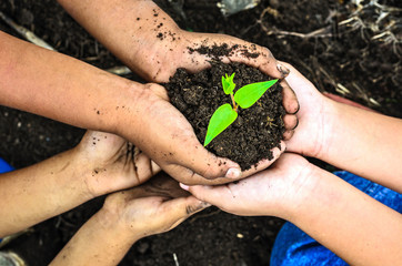 child holding young plant in hands . Ecology concept