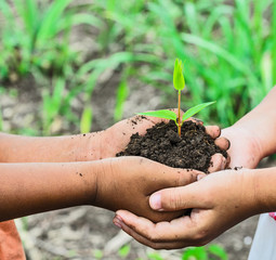 child holding young plant in hands . Ecology concept