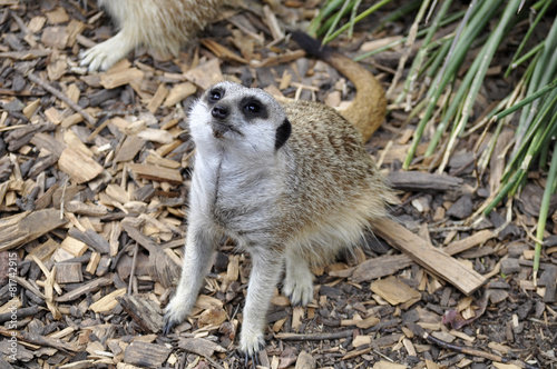 Meerkat