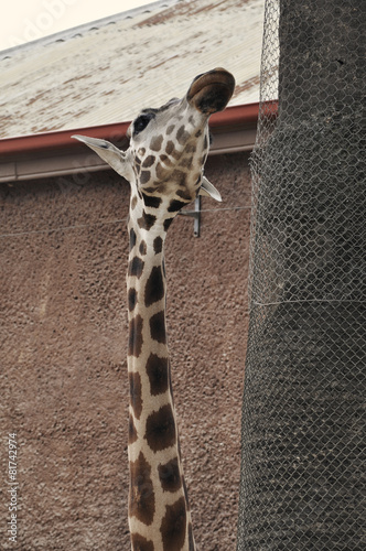 Giraffe