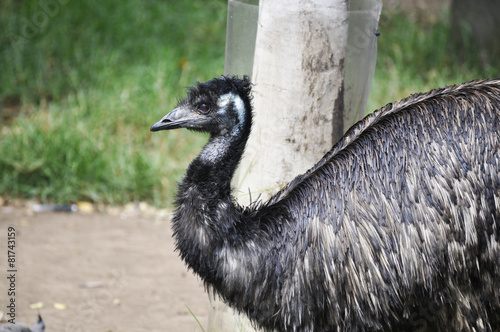 Emu