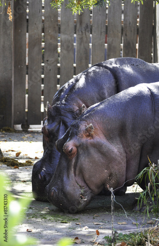 Hippos