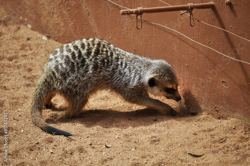 Meerkat