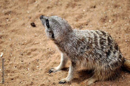 Meerkat