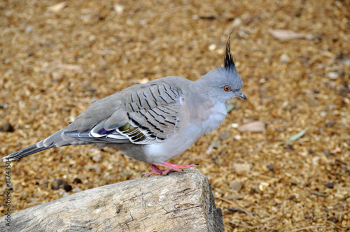 Pigeon