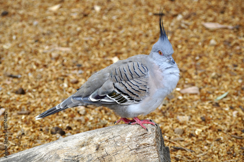 Pigeon