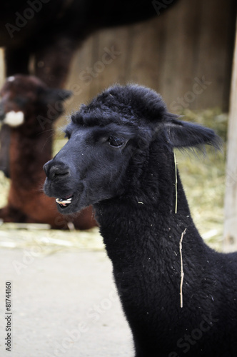 Lama