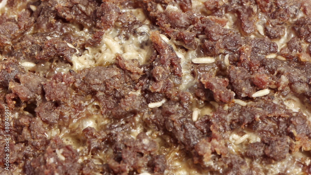 Blow Fly Larvae on Rotten Beef Blow Fly Larvae on Rotten Beef